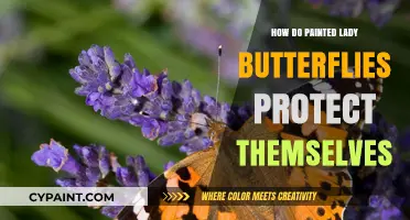 Painted Lady Butterflies' Defense: Camouflage, Mimicry, and Survival Strategies
