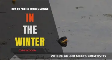 Painted Turtles: Surviving Winter's Chill
