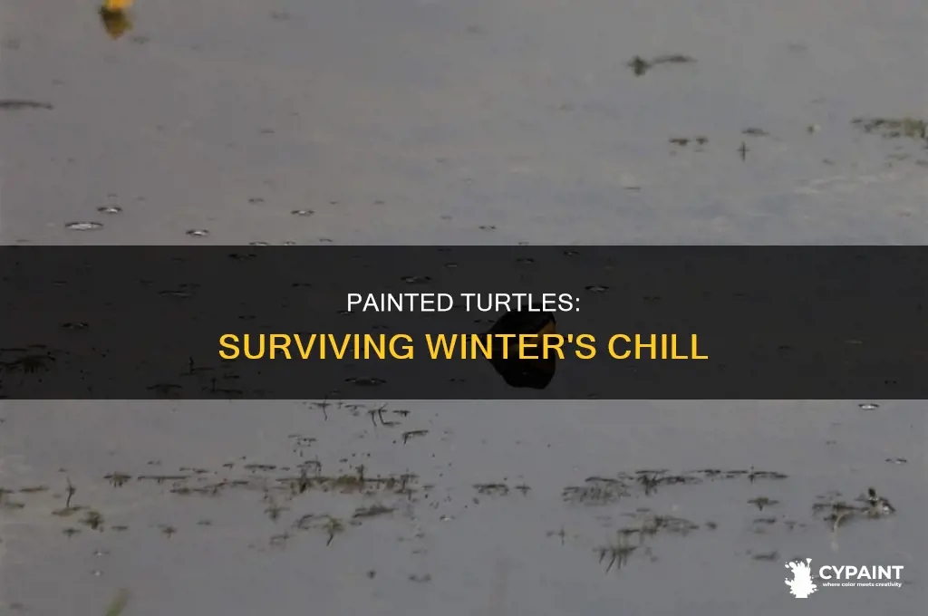 how do painted turtles survive in the winter