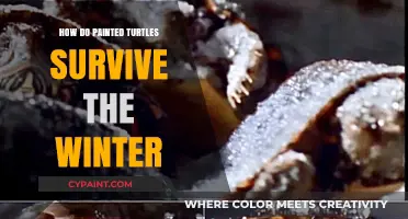 Winter Survival Secrets: How Painted Turtles Endure the Cold Season