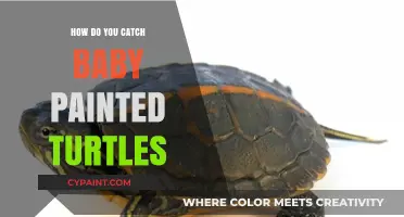 Catching Baby Painted Turtles: Gentle Techniques for Safe Handling and Care