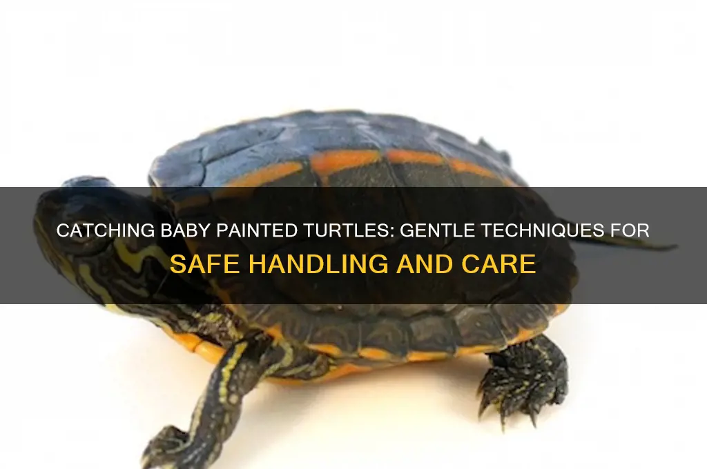 how do you catch baby painted turtles