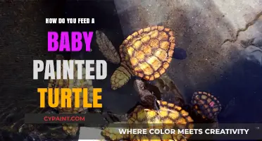 Feeding Baby Painted Turtles: A Guide to Their Diet