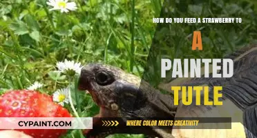 Feeding Strawberries to Painted Turtles: A Safe and Healthy Guide
