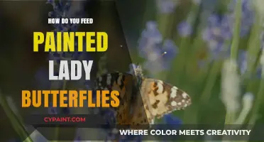 Feeding Painted Lady Butterflies: Essential Tips for Their Care and Nutrition
