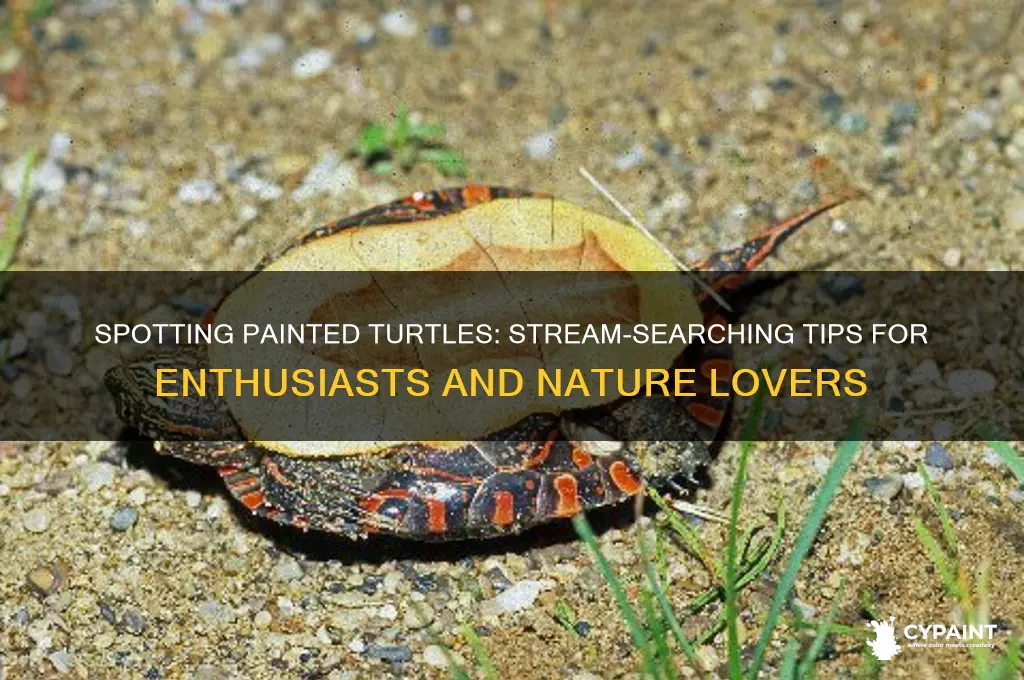 how do you find a painted turtle in a stream