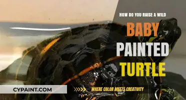 Guide to Raising Wild Baby Painted Turtles