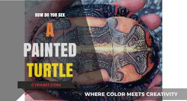 Identifying the Gender of Your Painted Turtle: A Simple Guide