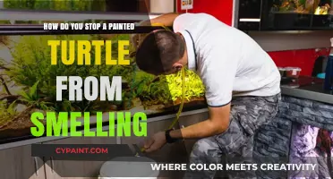 Keep Your Painted Turtle Odor-Free: Tips and Tricks