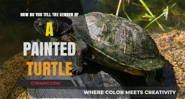 Identifying Painted Turtle Gender: A Simple Guide for Enthusiasts