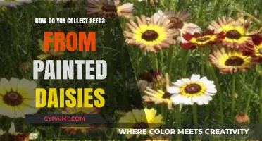 Harvesting Painted Daisy Seeds: A Step-by-Step Guide for Gardeners