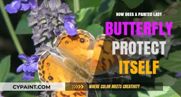 Painted Lady Butterfly Defense: Survival Strategies and Protective Adaptations