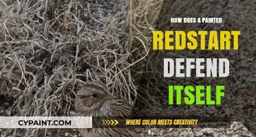 Painted Redstart's Defense: Strategies for Survival in the Wild
