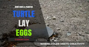 Painted Turtle Egg-Laying: A Step-by-Step Guide to Their Nesting Process