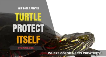 Painted Turtle Defense: Shell, Camouflage, and Clever Survival Tactics
