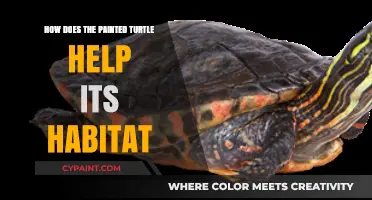 Painted Turtles: Vital Habitat Stewards and Their Ecological Contributions