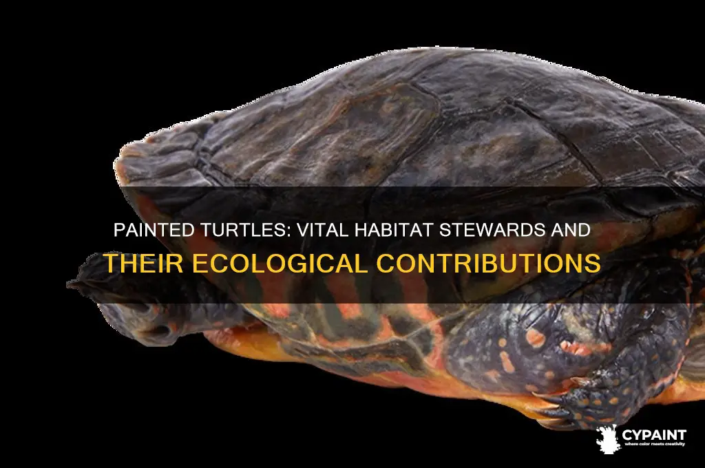how does the painted turtle help its habitat