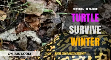 Winter Survival Secrets: How Painted Turtles Endure the Cold