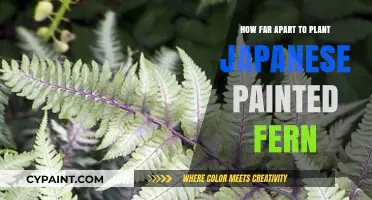 Optimal Spacing for Japanese Painted Ferns: A Planting Guide