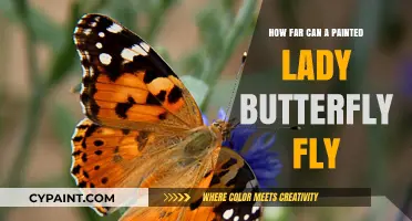 The Remarkable Journey of the Painted Lady Butterfly