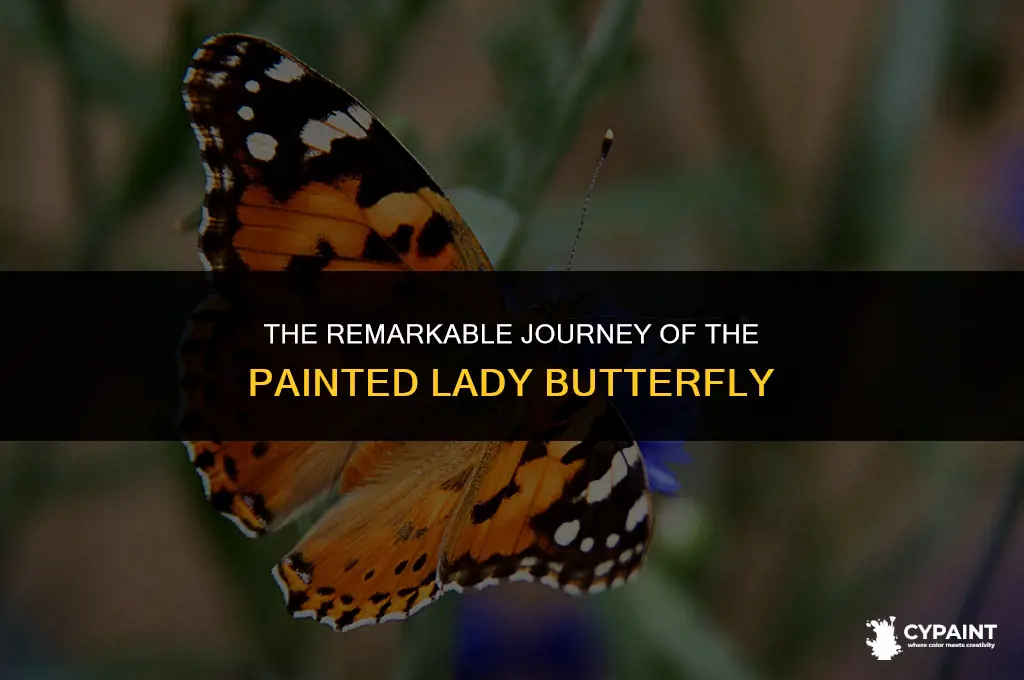 how far can a painted lady butterfly fly