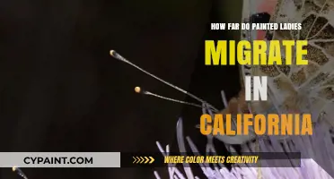 Painted Ladies' California Migration: Unveiling Their Remarkable Journey