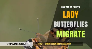 Painted Lady Butterflies: Unraveling Their Astonishing Migration Journey