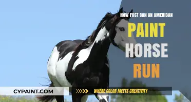 Unleashing Speed: The American Paint Horse's Astonishing Pace