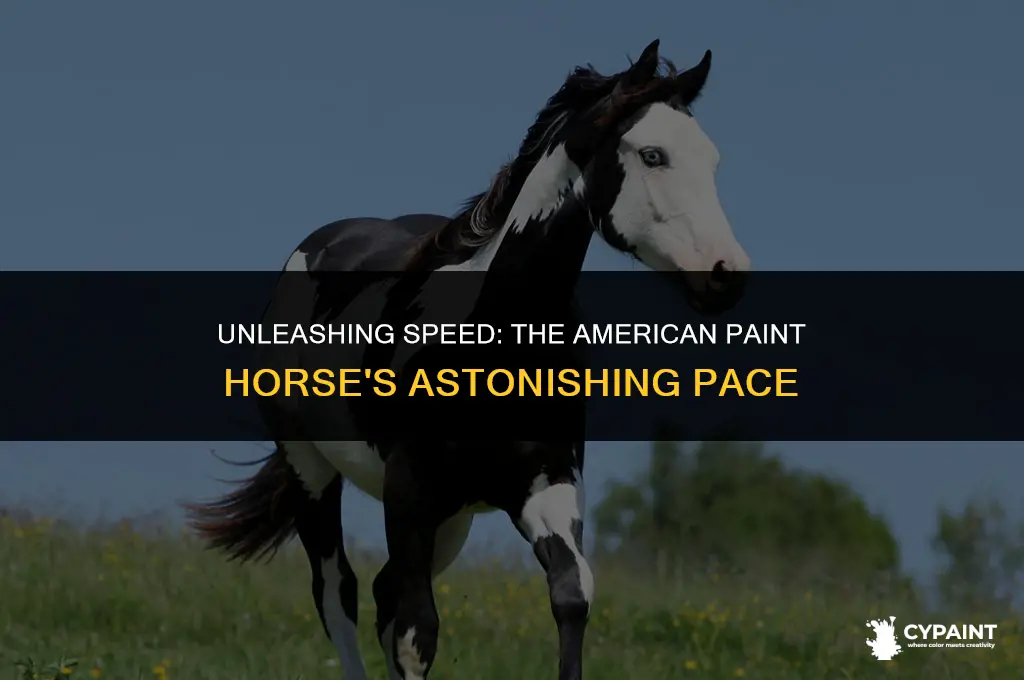 how fast can an american paint horse run