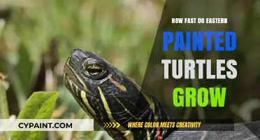 Eastern Painted Turtles' Growth Rate: A Comprehensive Guide