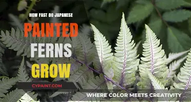 Japanese Painted Fern Growth Rate: How Quickly Do They Spread?