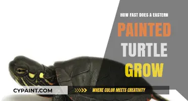 Eastern Painted Turtle Growth Rate: How Quickly Do They Develop?