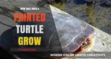 Painted Turtle Growth Rate: Understanding Their Development and Size Progression