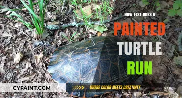 Painted Turtle Speed: How Fast Can They Run on Land?