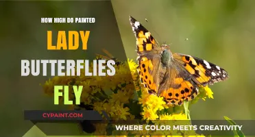 Exploring the Altitude: How High Do Painted Lady Butterflies Fly?