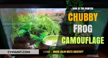 Painted Chubby Frog's Camouflage: Nature's Ingenious Disguise Techniques Revealed
