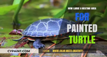 Optimal Nesting Area Size for Painted Turtles: A Comprehensive Guide