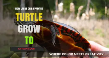 Exploring the Growth Potential of Painted Turtles: A Comprehensive Guide