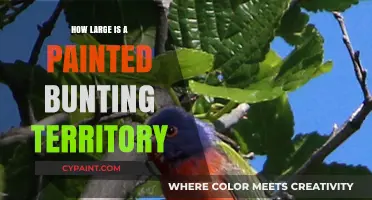 Exploring the Size of a Painted Bunting's Territorial Range
