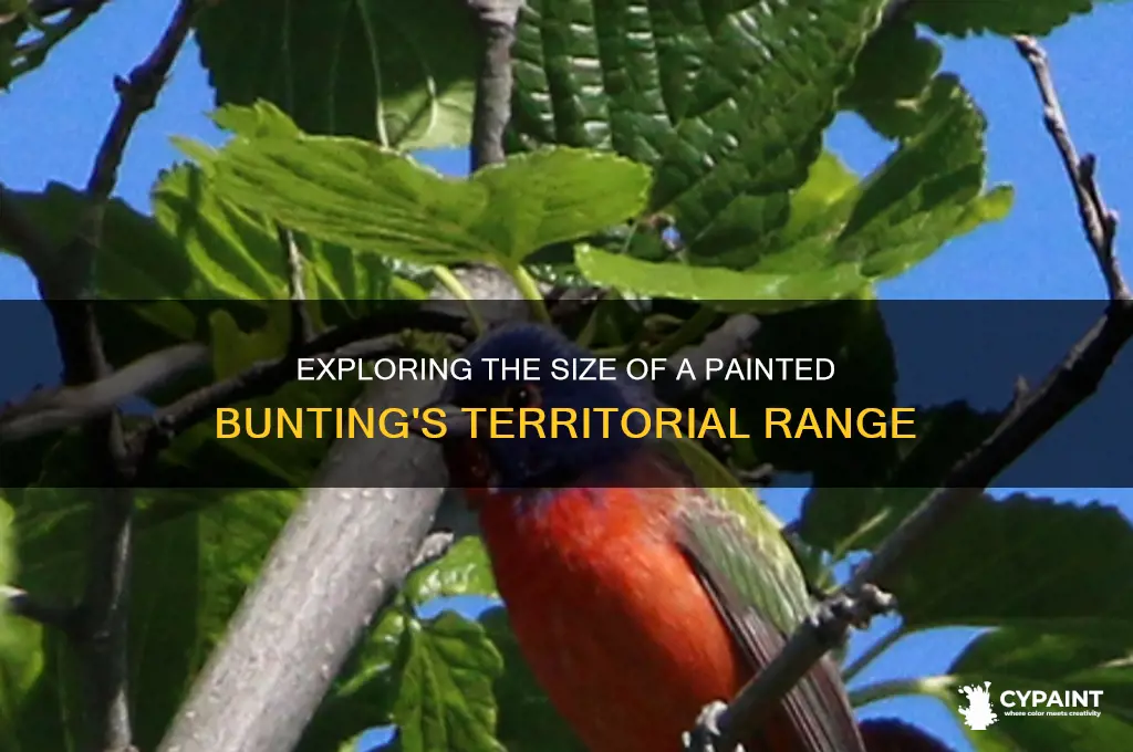 how large is a painted bunting territory