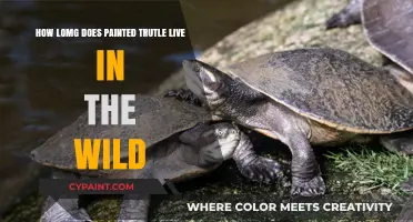 Painted Turtles: Wild Lifespan and Factors