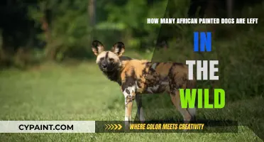 African Painted Dogs: A Rare Sight in the Wild Today
