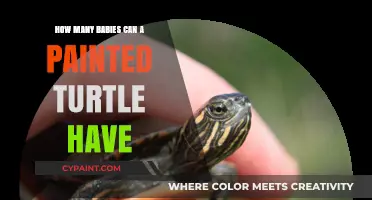 Exploring the Reproductive Wonders of Painted Turtles: A Clutch at a Time