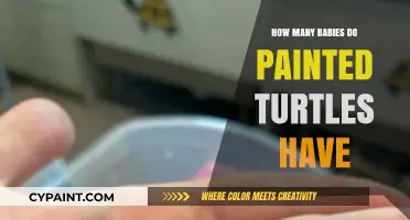 Painted Turtle Hatchlings: Understanding Their Clutch Size and Reproduction