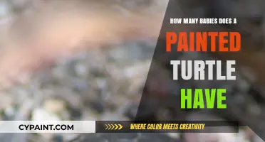 Painted Turtle Hatchlings: Understanding Their Clutch Size and Reproduction
