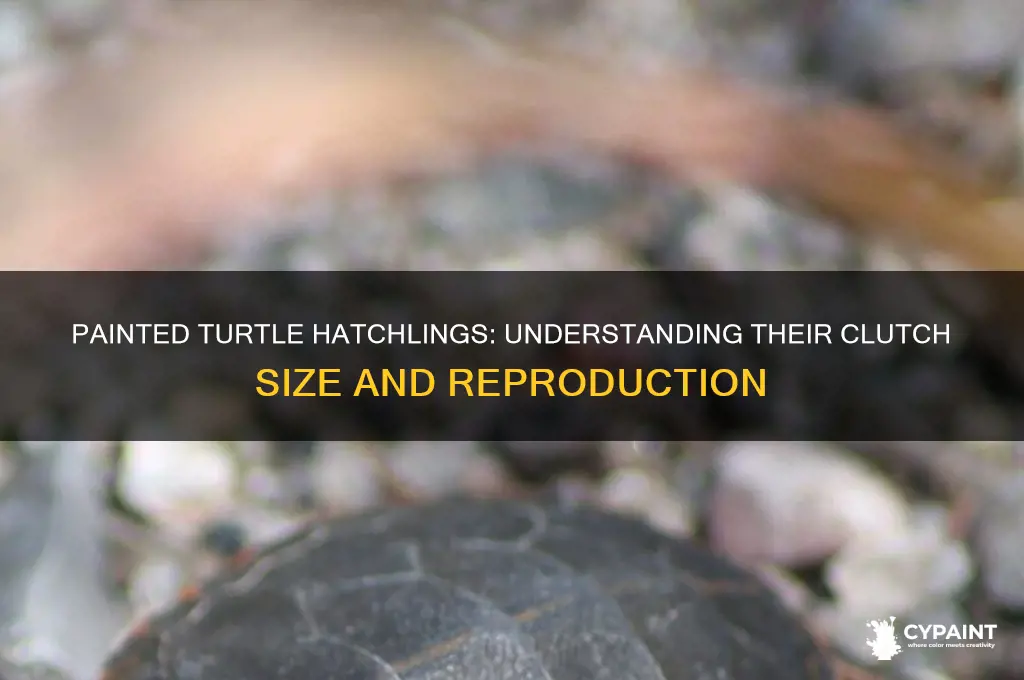 how many babies does a painted turtle have