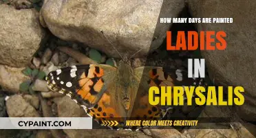 Painted Ladies Transformation: Understanding Their Chrysalis Duration