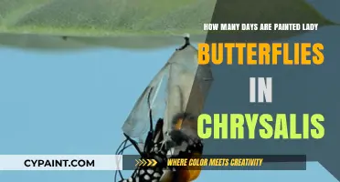 Chrysalis Transformation: Days to Painted Lady Emergence