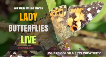 Painted Lady Butterfly Lifespan: How Long Do They Live?