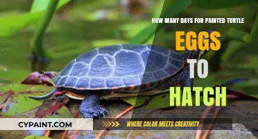 Painted Turtle Eggs: Incubation Period and Hatching Time